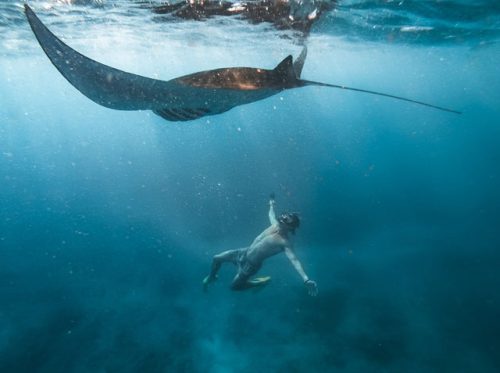 Manta Rays Nusa Penida Snorkeling