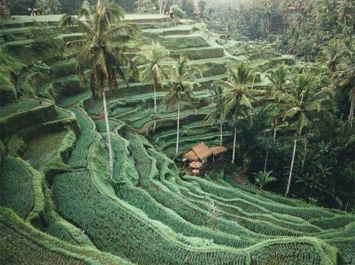 wisata-tegalalang-ubud